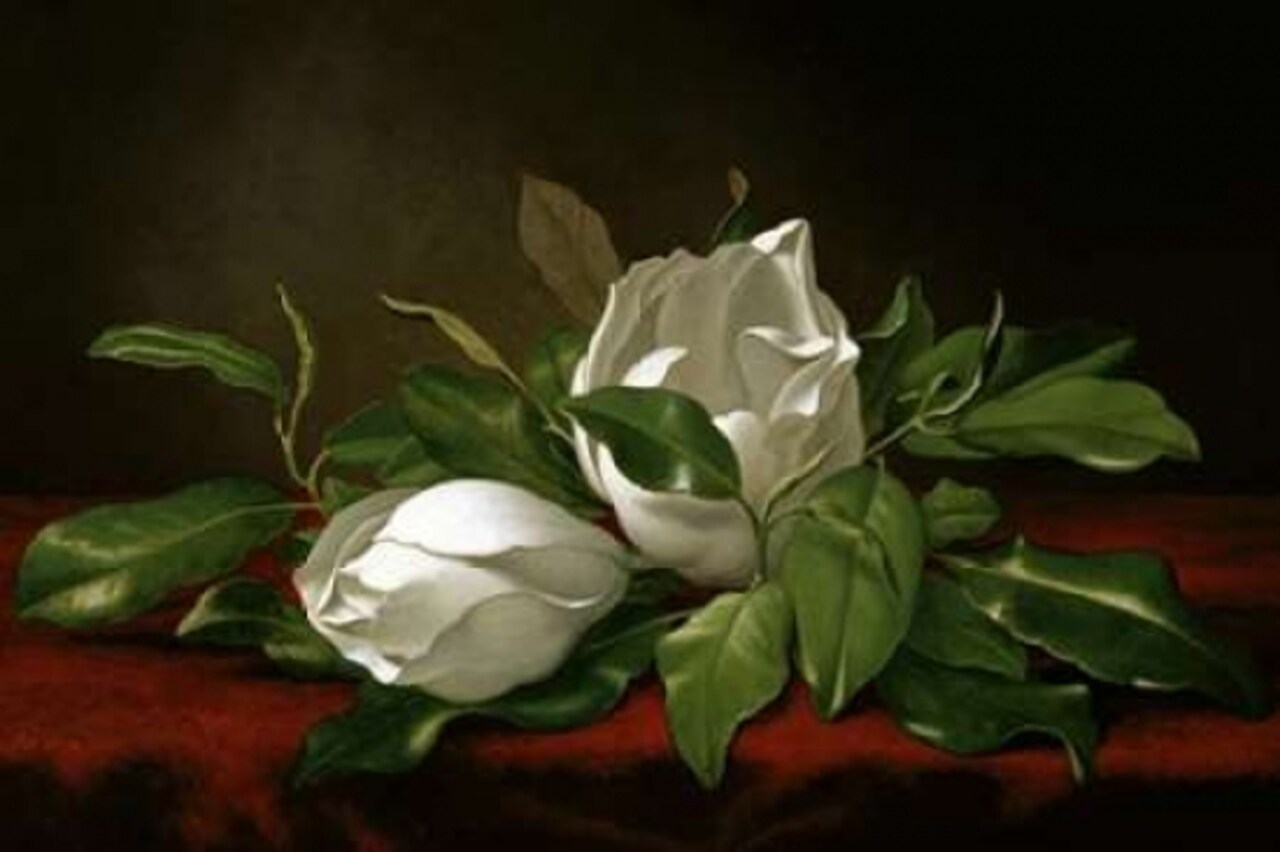 Magnolia Poster Print by Martin Johnson Heade - Item # VARPDX282179
